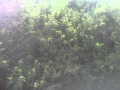 Muree Tour August 2011