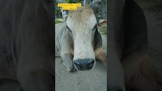 Nandi Eating Some Vegies While Resting