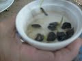 How to grow amaryllis seed