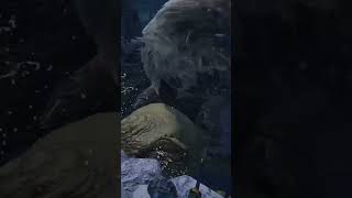 Goss Harag Vs Tetranodon