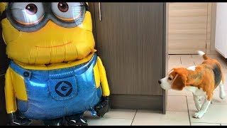 Minion Balloon Vs Dog Funny Minions And Dogs