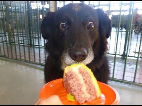 HARDEST TRY not to LAUGH challenge - FUNNY DOG compilation
