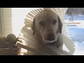 HARDEST TRY not to LAUGH challenge - FUNNY DOG compilation