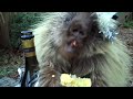 "Teddy" the porcupine has WAY TOO MUCH corn on New Year's