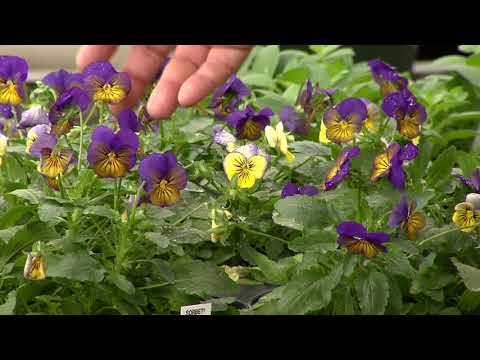 Cool-season flowers that thrive in partial shade