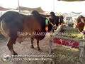 Bakra Mandi Lahore 2013 Cow Mandi 2013 Demand 250000 images Bakra Mandi Lahore 2013 Cow Mandi 2013 Demand 250000