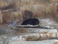 Endangered Species Adv Biology Project part 1