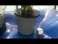 DWC Hydroponics Bucket System