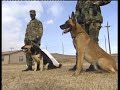 pastore 動画6a