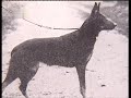pastore 動画6c