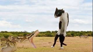 Angry Cat Vs Python