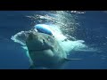 Great White Shark Accident ★★★★★