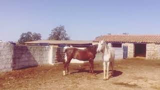 Arabian Horse Breeding
