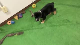 Toby The Rottweiler Aussie 