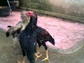 image Anak Ayam Bangkok Umur 2 Bulan Babon Tua