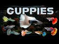 Best Guppies for your Aquarium and Guppy Fish Varieties – Guppy Beginners Welcome!