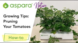 Growing Tips: Pruning your tomatoes