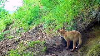 Dhelpra E Kuqe Vulpes Vulpes