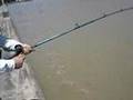 Pesca de carpa de 6 kilos en Punta Lara por pescabaires
