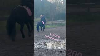 153200 Horselovers