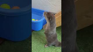 Otter Belle Playing Alone Cutely