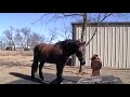 Barefoot Hoof Trim - Mustang Roll Removing Sharp Edges Bleach - Alamar Knot