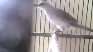 Bunyi burung crokcokan.3gp