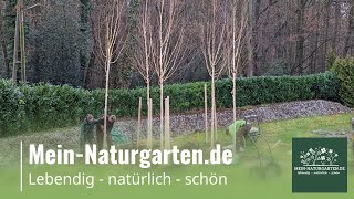 Mein Nordischer Garten Nimmt Gestalt An. 5 Birken Werden Gepflanzt Mein-Naturgarten.de