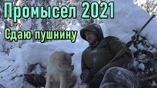 Промысел 2021. Каракат  Не Едет По Наледи. Сдаю Пушнину.