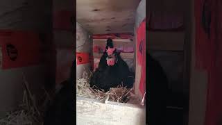 Joanna Keeps It Cly Even When Laying Egg