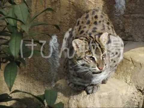 あくび　（天王寺動物園のスナドリネコ）