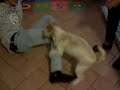sesso tra uomo e cane - sex dog with man