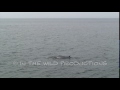 Minke Whale Footage 110199