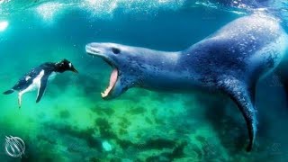 Leopard Seal Deadliest Beast Of The Antarctic