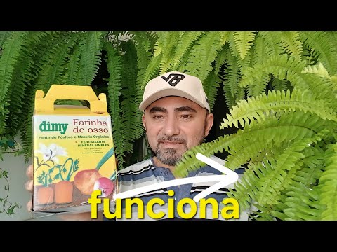 The best fertilizer I use for growing ferns. The best fertilizer I use for growing ferns.