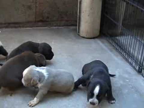 cute pitbull puppies pictures. Cute Pitbull Puppy Video
