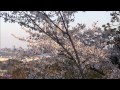 桜が満開の衣笠山公園 背景には東京湾
