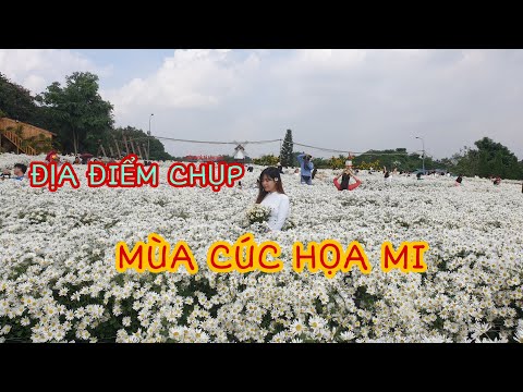 KHÁM PHÁ VƯỜN CÚC HỌA MI ĐẸP NHẤT HÀ NỘI