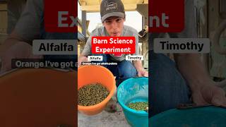 Barn Science Experiment Soaking Horse Hay Pellets - Alfalfa Vs Timothy