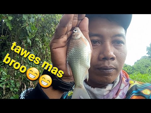 mancing tawes umpan laron