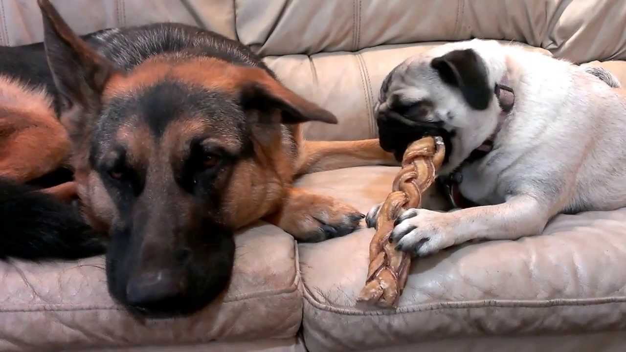 pug german shepherd german shepherd pug with bully stick pug german shepherd german shepherd pug with bully stick