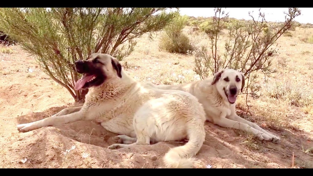 Turkish Dog Kangal are saving cheetahs from extinction-Turkish