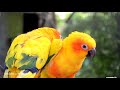 birds