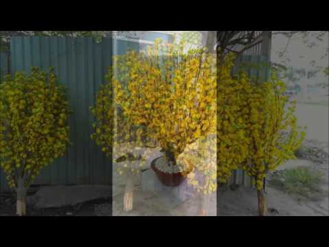 Cây mai giả ,cây đào giả giá rẻ cho mọi người Call:0932073091