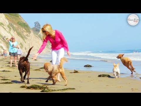 House Sitting for Funny Dogs and Funny Pets | Happy Dogs & Guilty Dogs Video