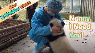 Frightened Baby Panda Clings To Nanny For Comfort | iPanda