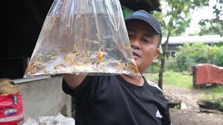 LARGEST OUTDOOR WOODEN POND GAVE OUR SHARE OF JAPANESE KOI FOR MY MEGA POND!