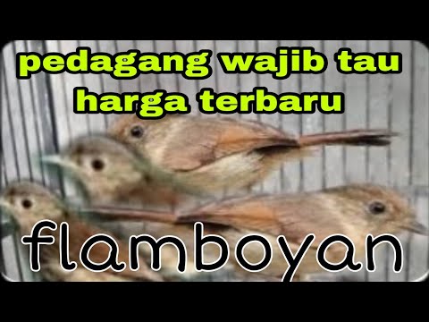 harga terbaru burung flamboyan anakan sampai prestasi 2023