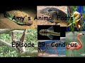 Amy's Animal Facts: Candiru