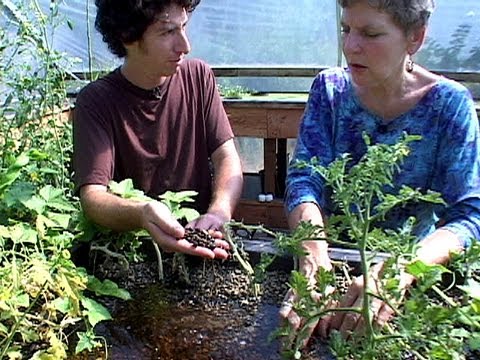 Small Scale Aquaponics - From Fish Poop to Seafood Dinner - YouTube